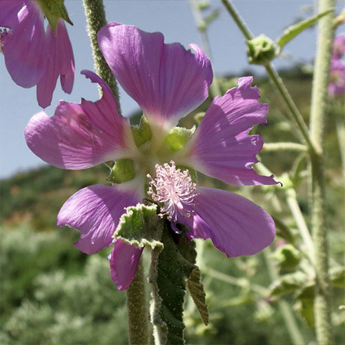 LAVATERA BRYONIFOLIA seed image