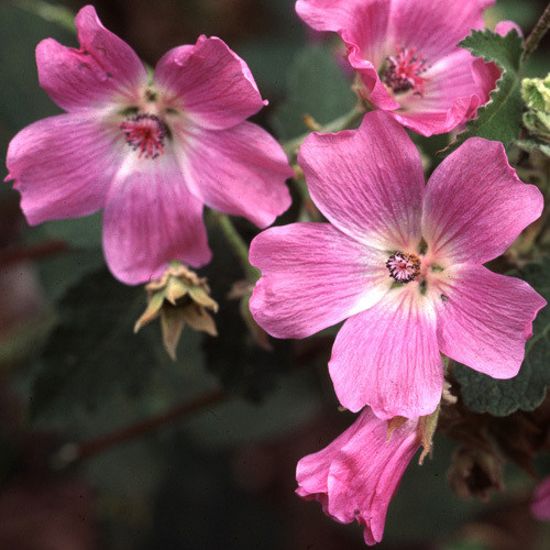 LAVATERA CACHEMIRIANA seed image
