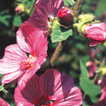 LAVATERA ROSEA seed image