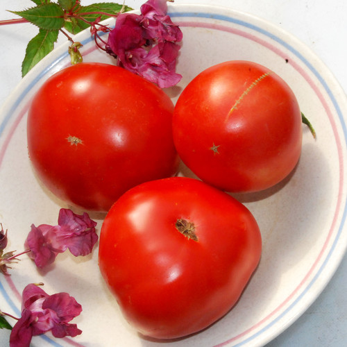 TOMATO LEGEND seed image