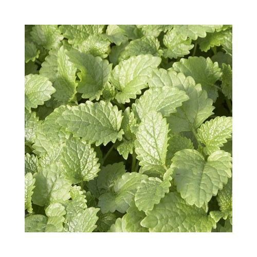 HERB LEMON BALM seed image