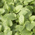 HERB LEMON BALM seed image
