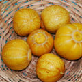 CUCUMBER LEMON CUKE seed image