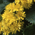 LEONTODON RINGENS seed image