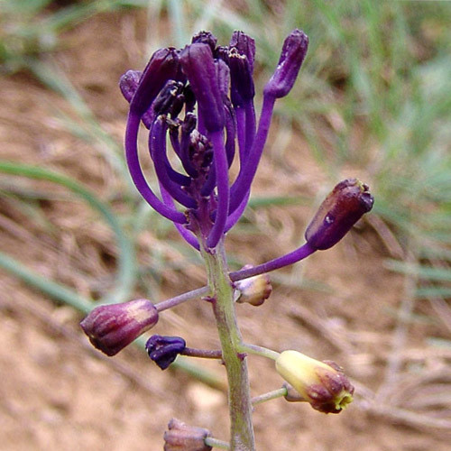 LEOPOLDIA CAUCASICA seed image