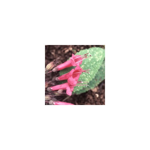 LEPECHINIA SALVIAE seed image