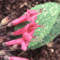 LEPECHINIA SALVIAE seed image