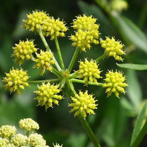 LEVISTICUM OFFICINALE seed image