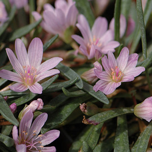 LEWISIA BRACHYCALYX seed image