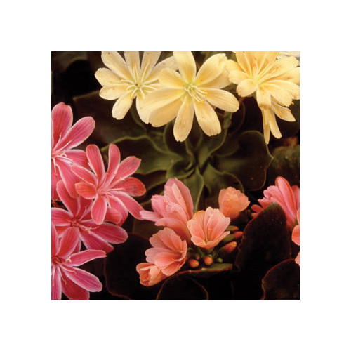 LEWISIA COTYLEDON RAINBOW DAZZLERS seed image