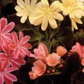 LEWISIA COTYLEDON RAINBOW DAZZLERS seed image