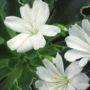 LEWISIA COTYLEDON 'SNOWSTORM' seed image