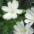 LEWISIA COTYLEDON 'SNOWSTORM' seed image