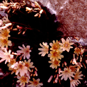 LEWISIA LONGIPETALA x COTYLEDON 'LITTLE PEACH' seed image
