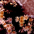 LEWISIA LONGIPETALA x COTYLEDON 'LITTLE PEACH' seed image