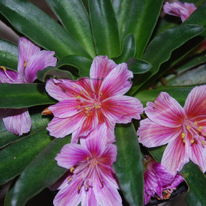 LEWISIA LONGIPETALA 'LITTLE PLUM' seed image