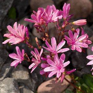 LEWISIA LONGIPETALA seed image