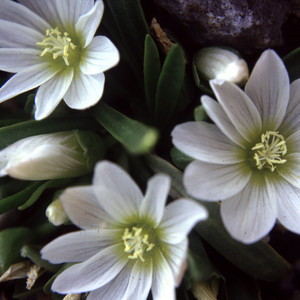 LEWISIA NEVADENSIS seed image