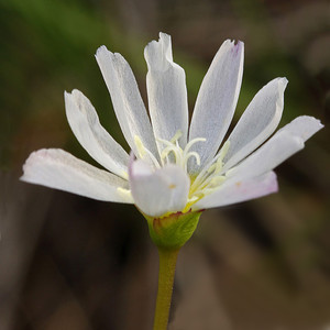 LEWISIA OPPOSITIFOLIA seed image