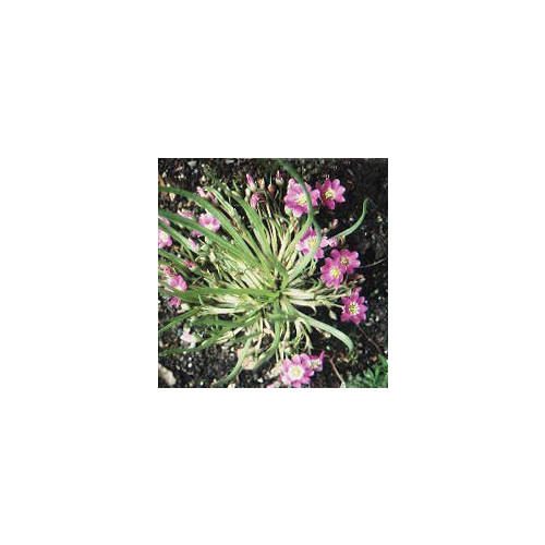 LEWISIA PYGMAEA seed image