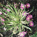 LEWISIA PYGMAEA seed image