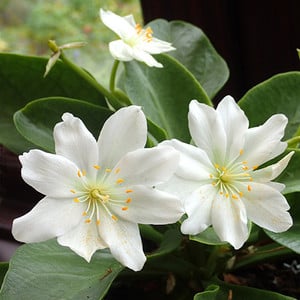LEWISIA TWEEDYI ALBA seed image