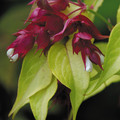 LEYCESTERIA FORMOSA 'GOLD LEAF' seed image