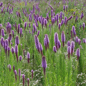LIATRIS PYCNOSTACHYA seed image