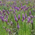 LIATRIS PYCNOSTACHYA seed image