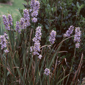 LIBERTIA CAERULESCENS seed image