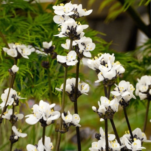 LIBERTIA FORMOSA seed image