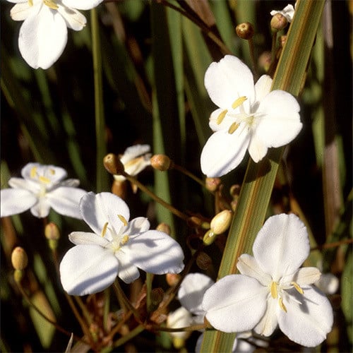 LIBERTIA PEREGRINANS 'GOLD STRIPE' seed image