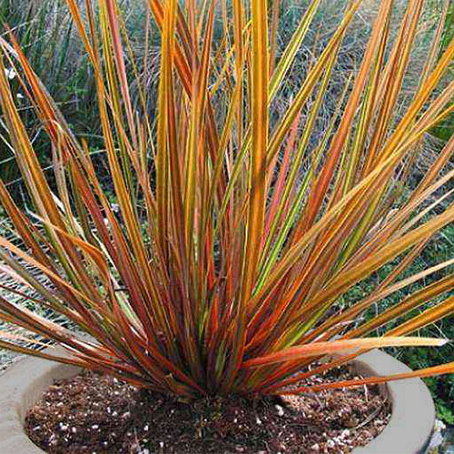 LIBERTIA IXIOIDES 'SUNSET STRAIN' seed image