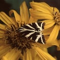 LIGULARIA DENTATA (CLIVORUM) 'DESDEMONA' seed image