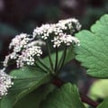 LIGUSTICUM HUTERI SYN. LUCIDUM seed image