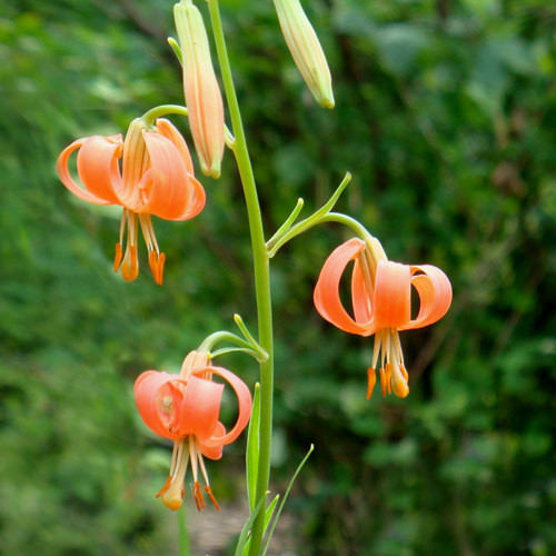 LILIUM CALLOSUM seed image