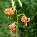 LILIUM CALLOSUM seed image