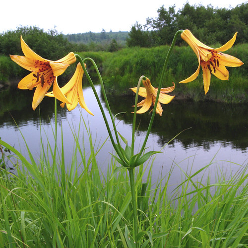 Lilium Canadense Seeds Canadian Lily Wild Yellow Lily Meadow Lily Plant World Seeds