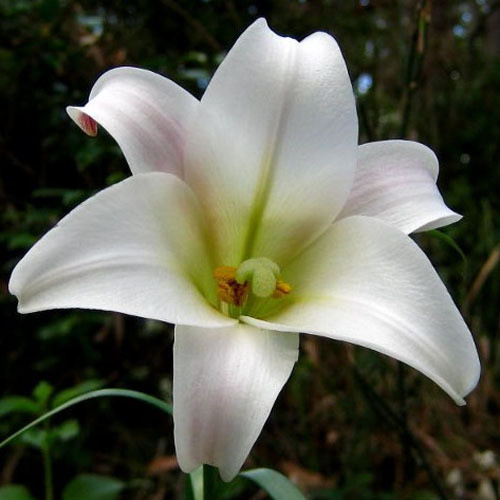 LILIUM FORMOSUM seed image