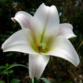 LILIUM FORMOSUM seed image