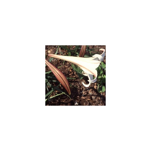 LILIUM FORMOSANUM var. PRICEI seed image