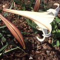 LILIUM FORMOSANUM var. PRICEI seed image