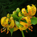 LILIUM HANSONII seed image
