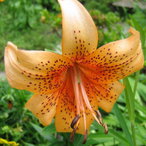 LILIUM HENRYI seed image