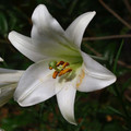 LILIUM LEUCANTHUM var CENTIFOLIUM seed image