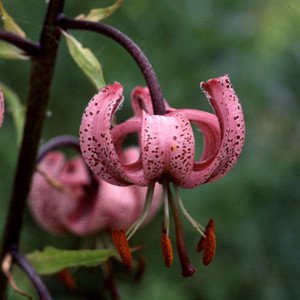 LILIUM MARTAGON (PINK) seed image