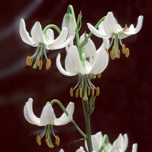 LILIUM MARTAGON var. ALBUM seed image