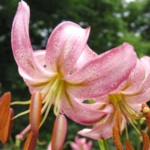 LILIUM MARTAGON INSHRIACH ROSE seed image