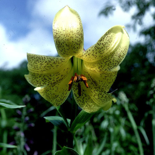 LILIUM MONADELPHUM seed image
