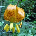 LILIUM PARDALINUM SSP WIGGINSII seed image